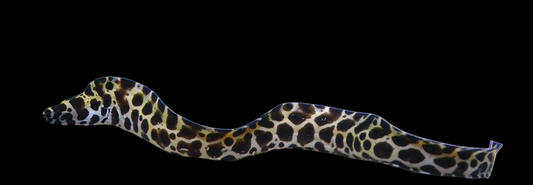 Tesselata Eel
