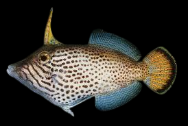 Fantail Filefish