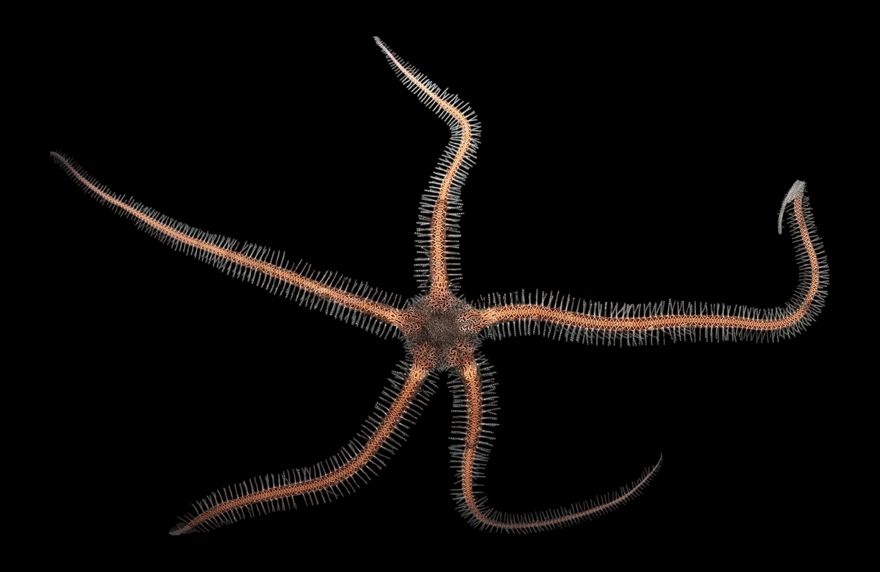 Knobby Fancy Brittle Sea Star