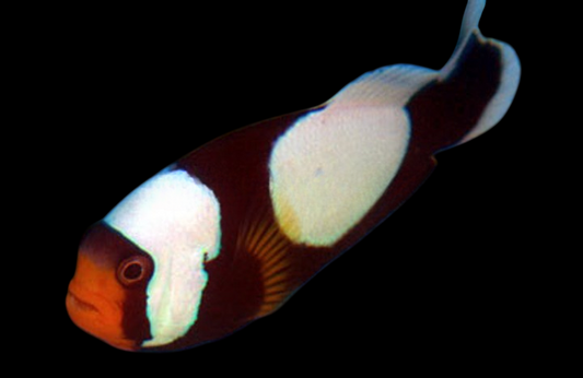 Saddleback Clownfish, Full Black