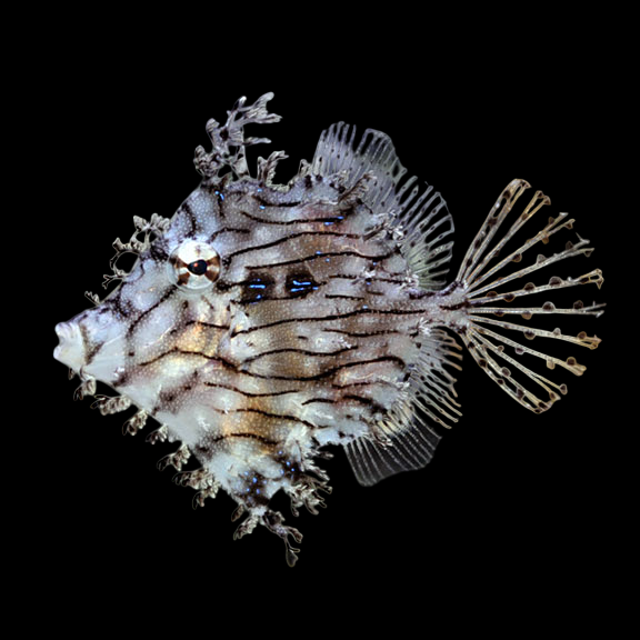 Tassel Filefish – International Aquatics