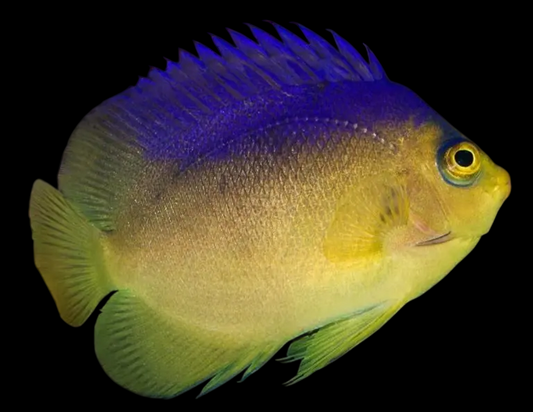 Blue Back Colini Angelfish