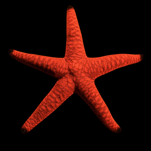 Red & Black Sea Star