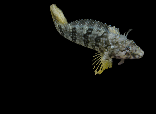 Hairy Blenny