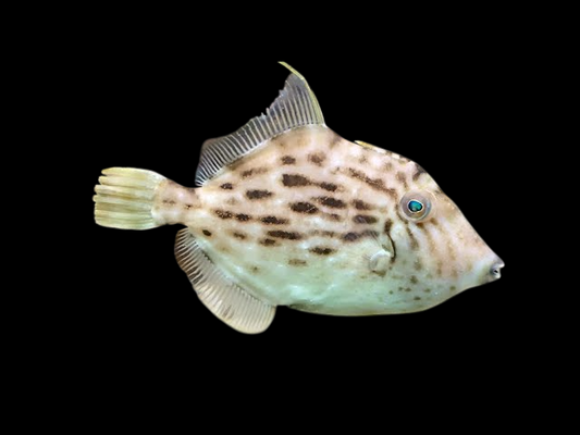 Bridled Leatherjacket Filefish