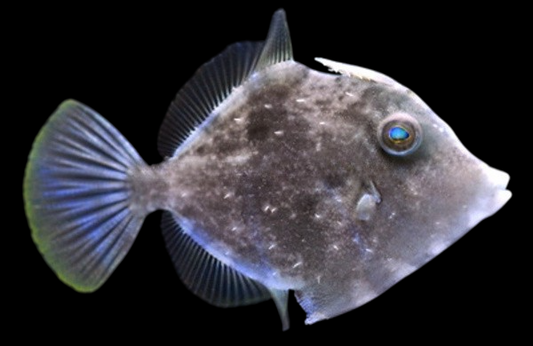 Fringed Filefish
