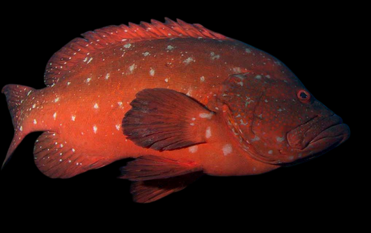 Tomato Grouper