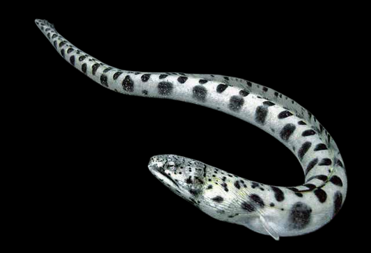 Spotted Snake Eel