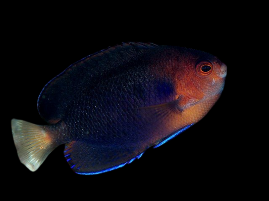 Pygmy Yellowtail Angelfish