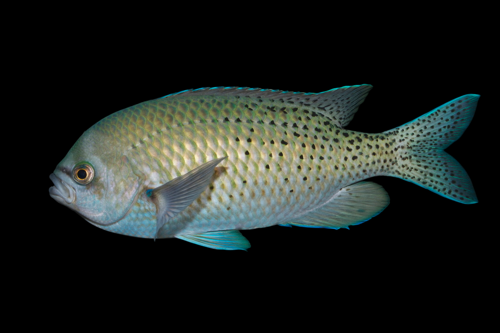 Blacksmith Chromis