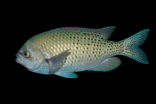 Blacksmith Chromis
