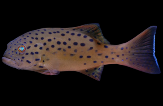 Spotted Grouper
