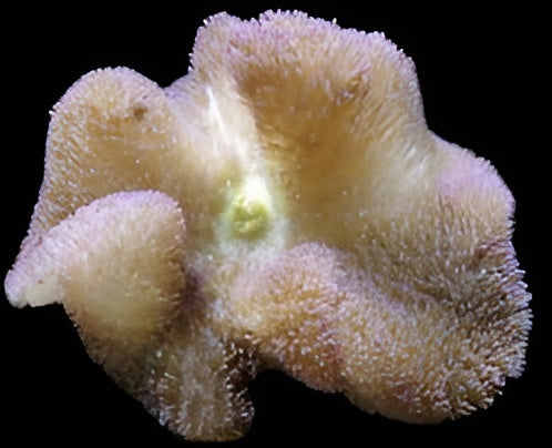 Feather Carpet Anemone