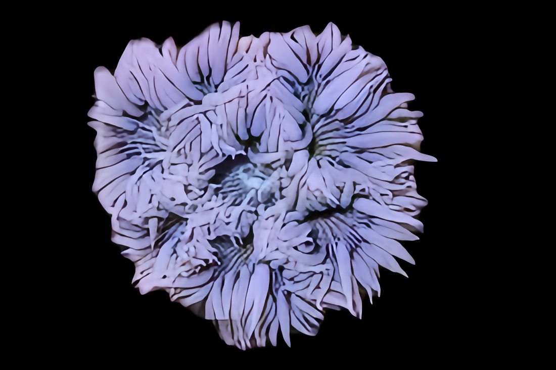 Beadlet Anemone
