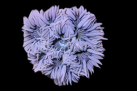 Beadlet Anemone