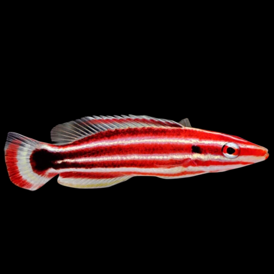 Peppermint Candy Cane Hogfish