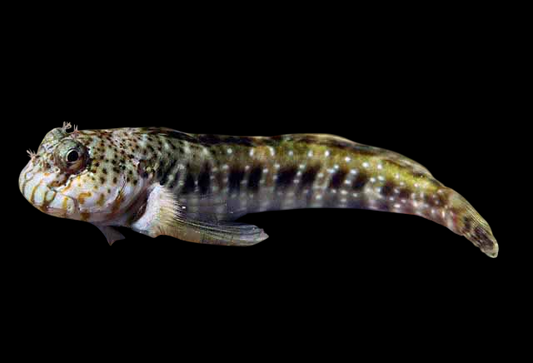 Pearl Blenny