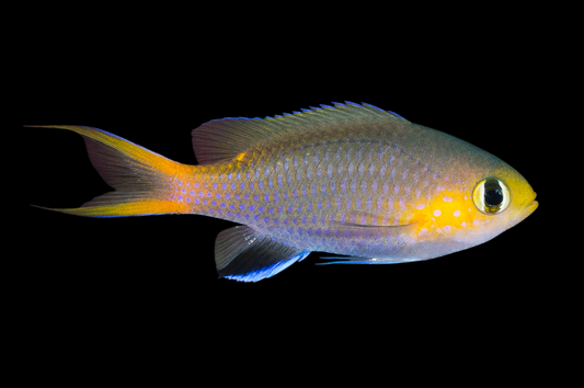 Acares Midget Chromis