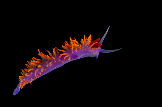 Spanish Shawl Nudibranch