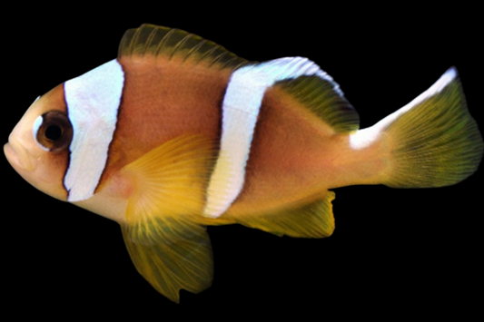 Two Banded Clownfish