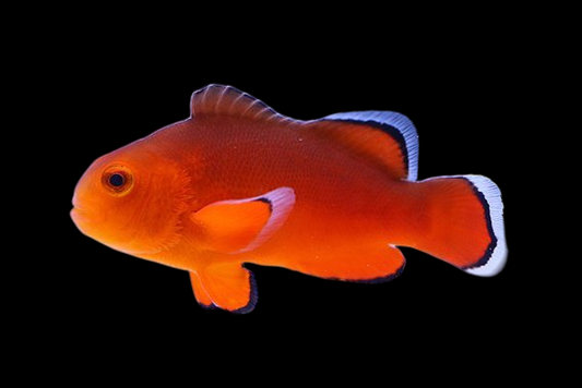Naked Ocellaris Clownfish