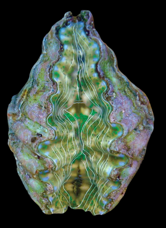 Hippopus Clam