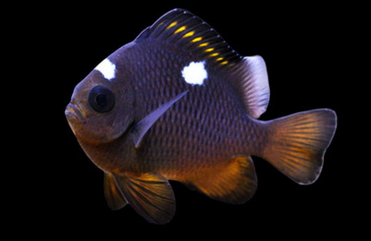 Gold Domino Damselfish