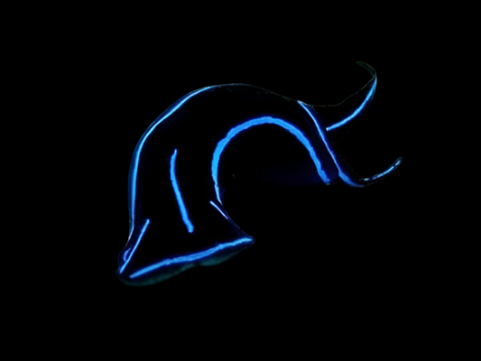 Blue Velvet Nudibranch
