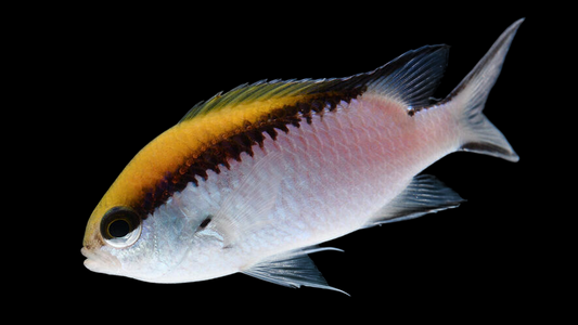 Barrier Reef Chromis