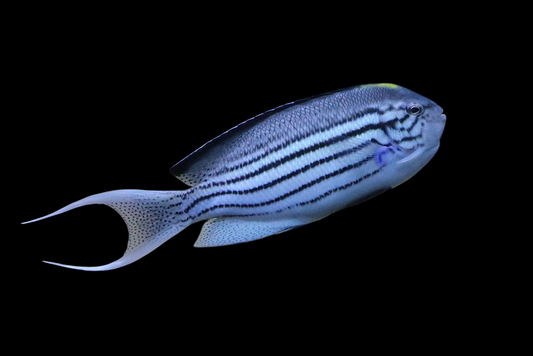 Lamarck's Angelfish, Male