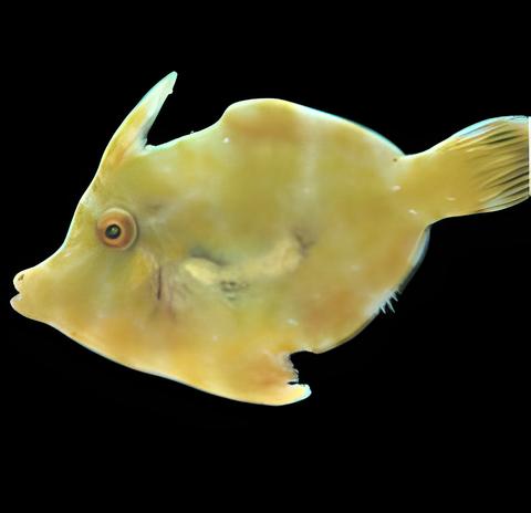 Jade Filefish