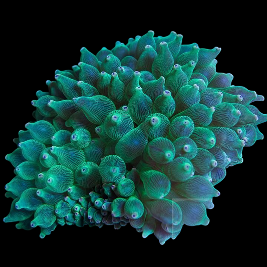Bulb Anemone