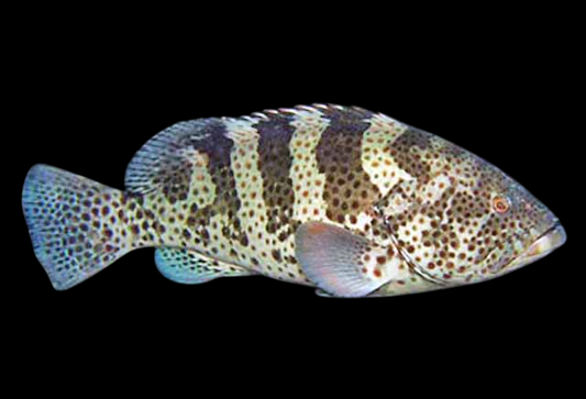 Starry Grouper