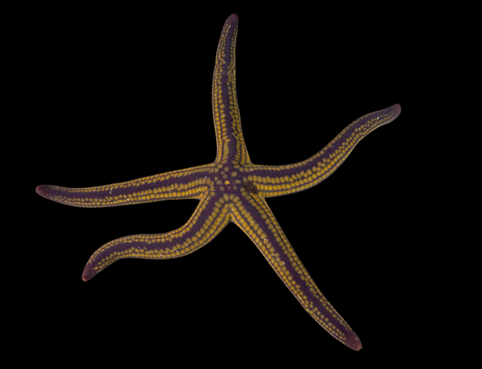 Colored Pyramid Sea Star