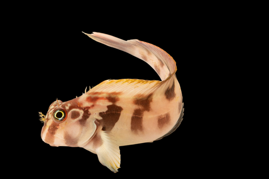 Large Banded Blenny