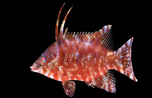 Rooster Hogfish