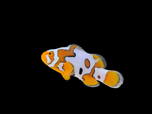Bali Storm Ocellaris Clownfish, Bali Aquarich