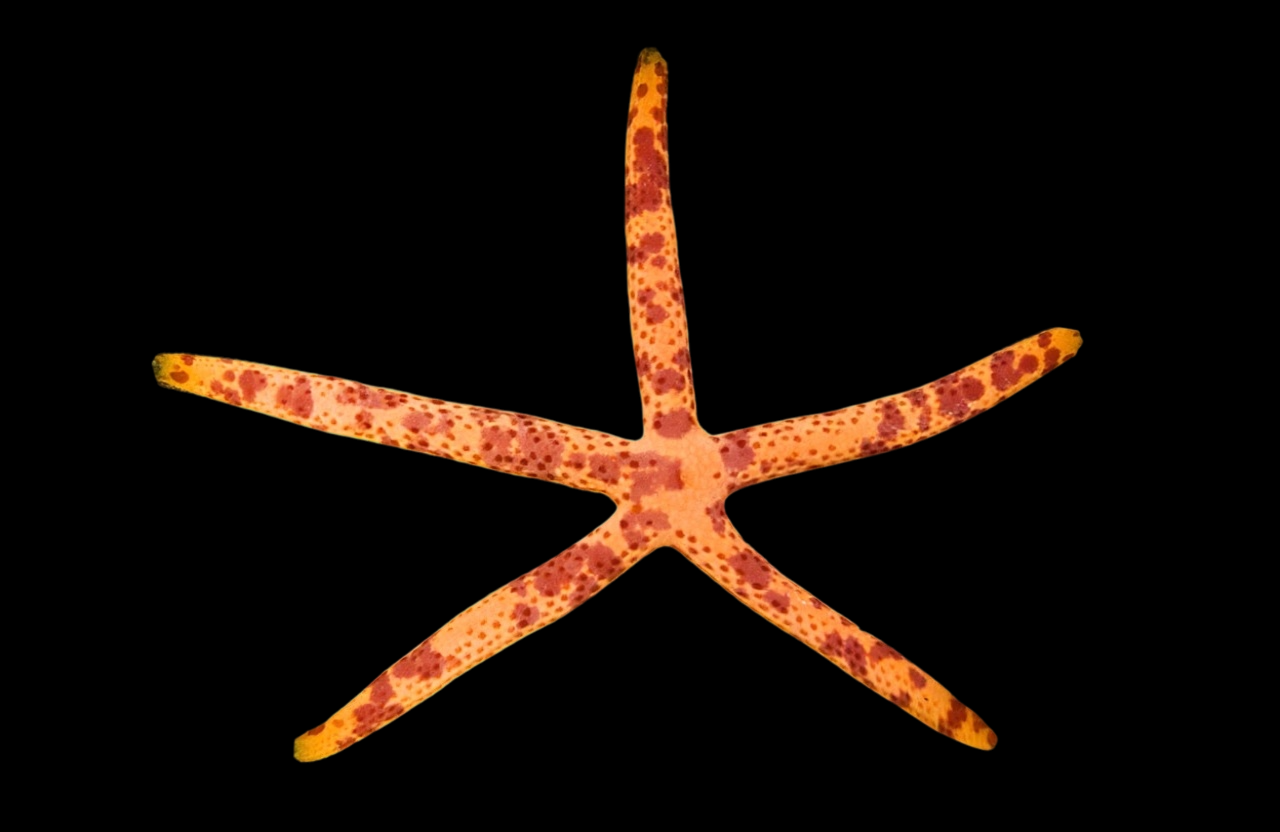 Multicolor Linckia Sea Star