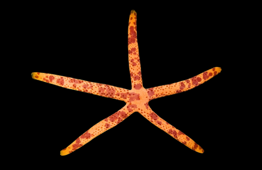 Multicolor Linckia Sea Star