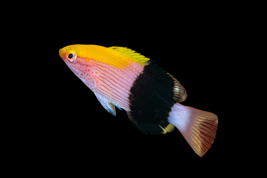 Tarry Hogfish
