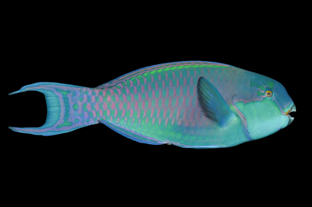 Gibbus Parrotfish