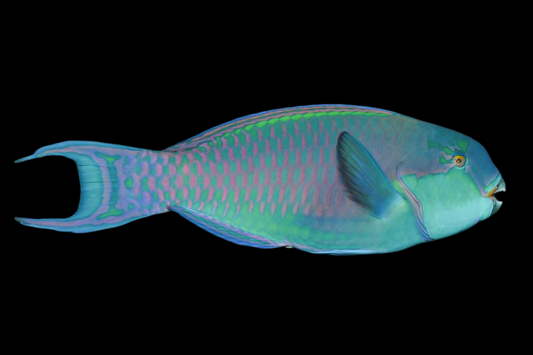 Gibbus Parrotfish