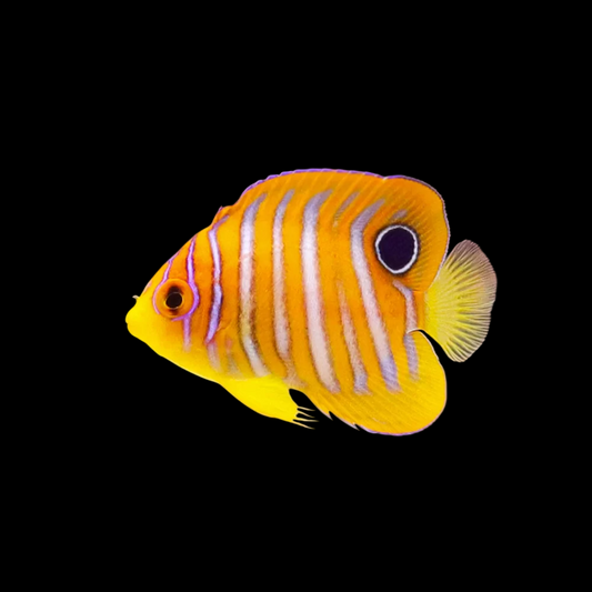 Regal Angelfish Orange Juvenile