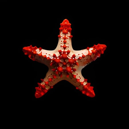 African Red Tip Sea Star