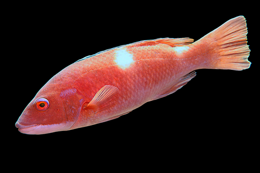 Western Foxfish Hogfish