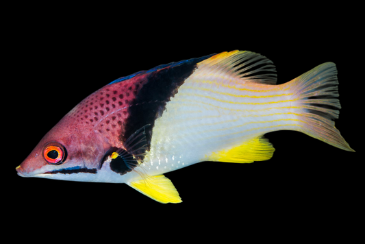 Coral Hogfish