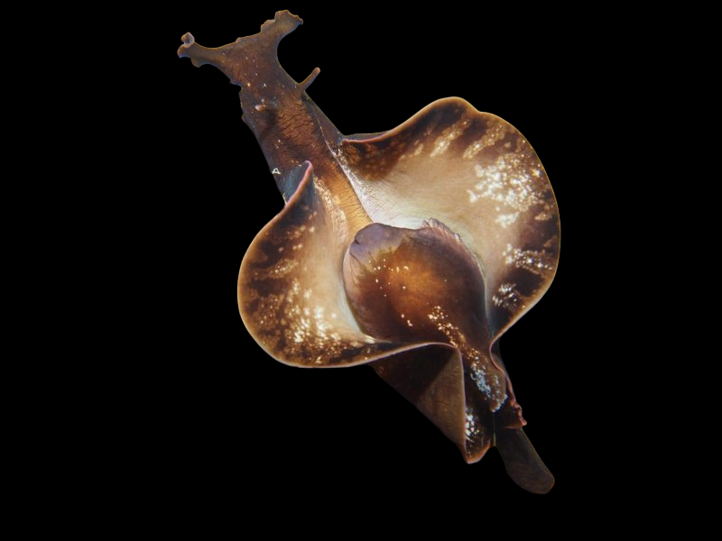 Mottled Sea Hare