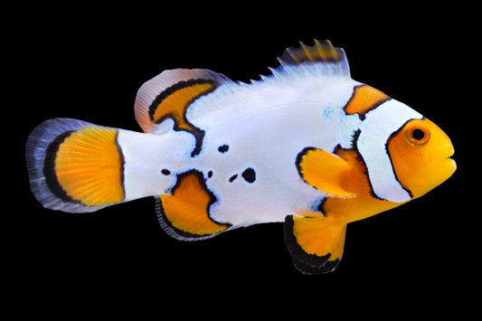 Extreme Snow Onyx Clownfish