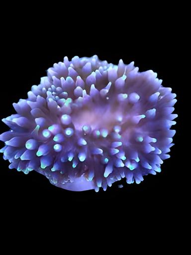 Purple Long Tentacle Anemone