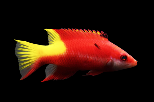 Brazil Cuban Hogfish